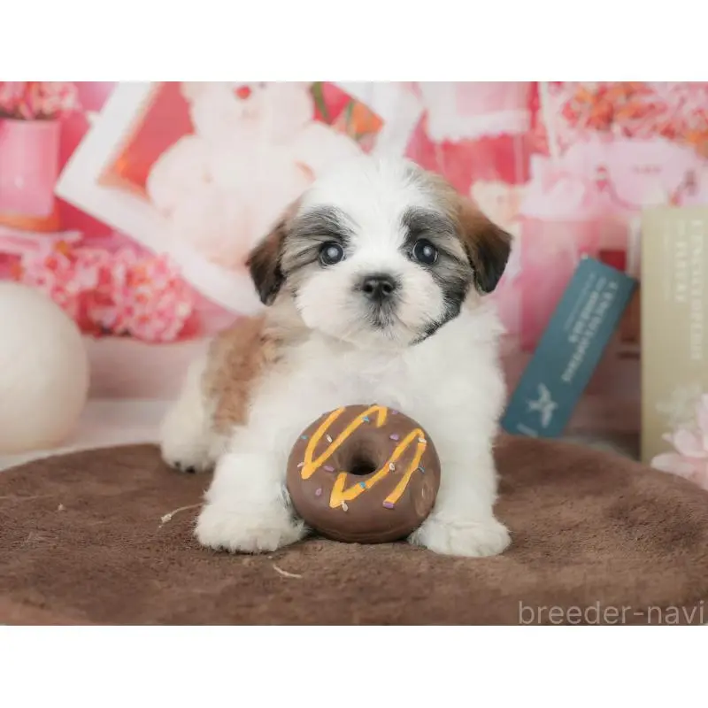 販売中の千葉県のミックス犬-453926の10枚目