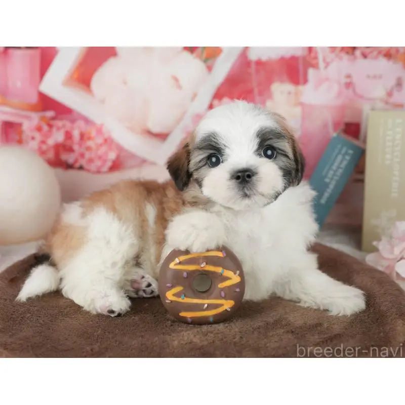 販売中の千葉県のミックス犬-453926の9枚目