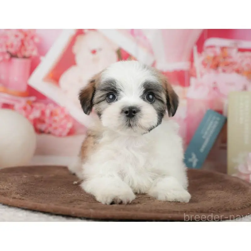 販売中の千葉県のミックス犬-453926の8枚目