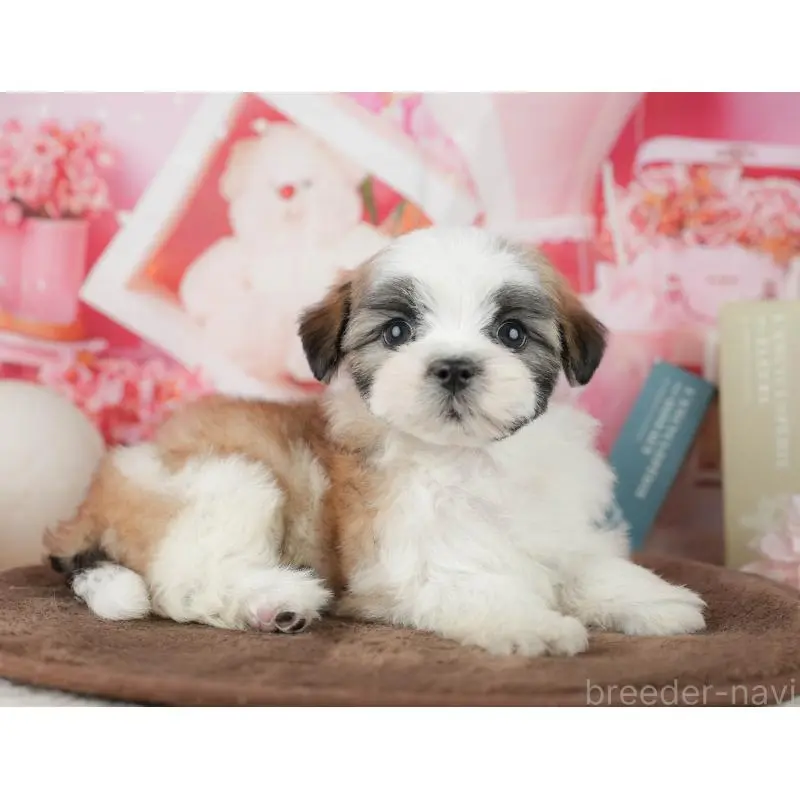 販売中の千葉県のミックス犬-453926の7枚目