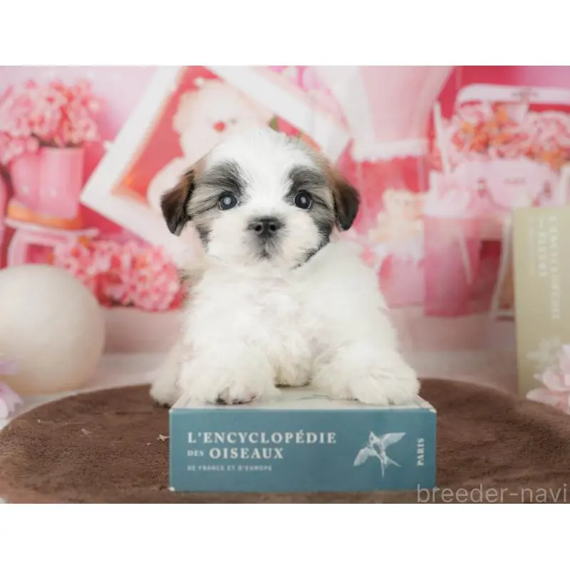 販売中の千葉県のミックス犬-453926の6枚目