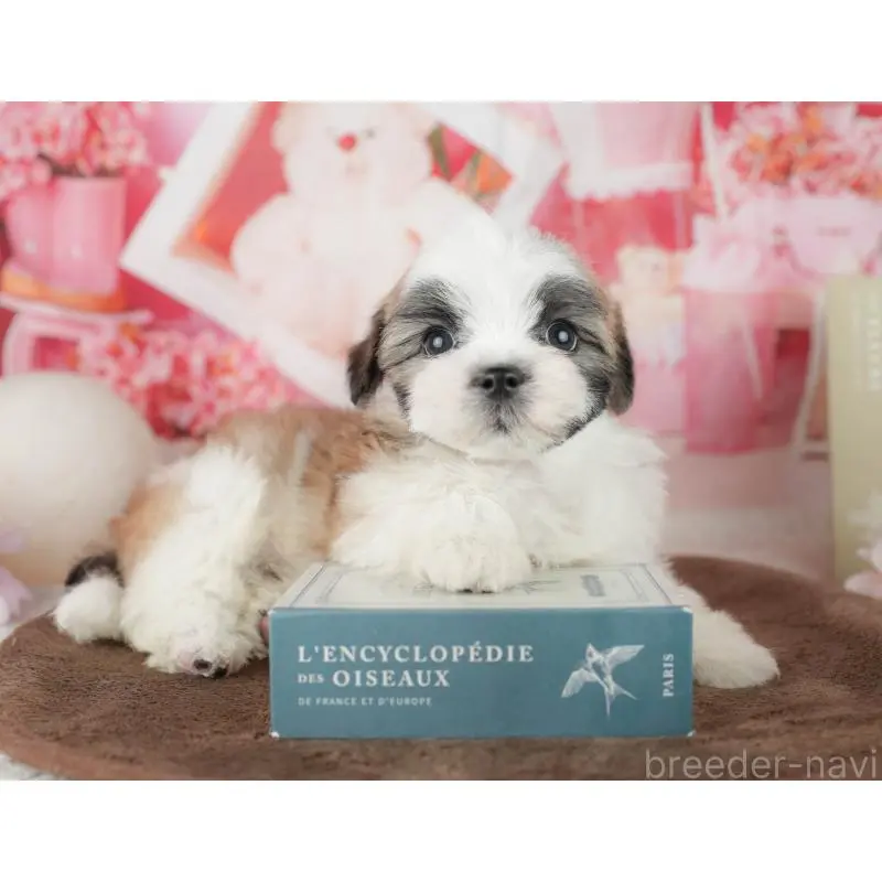 販売中の千葉県のミックス犬-453926の5枚目