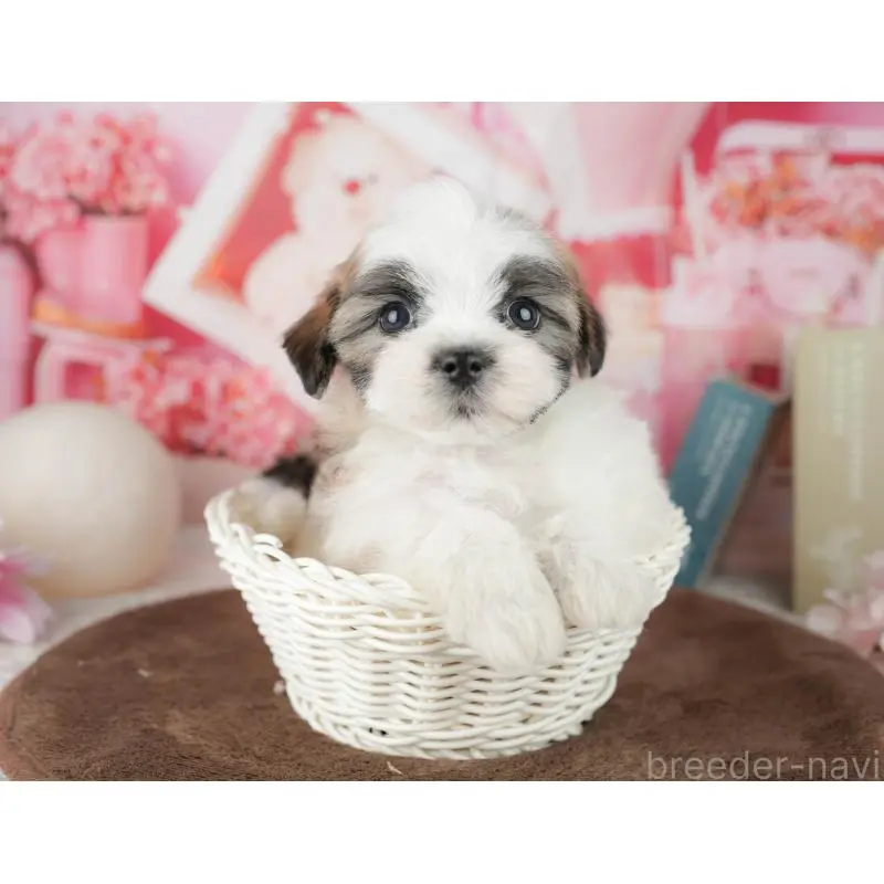 販売中の千葉県のミックス犬-453926の4枚目