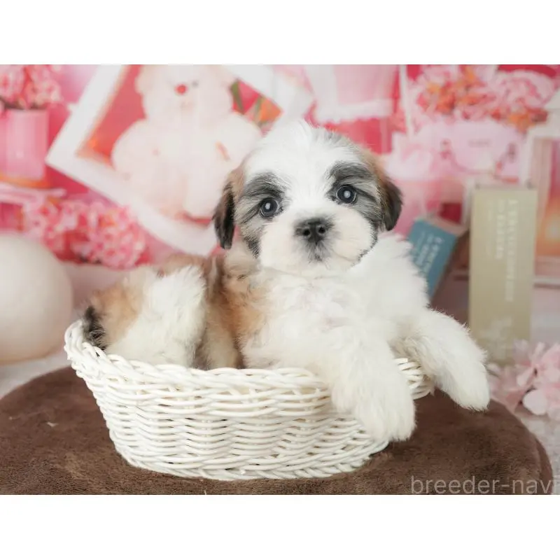 販売中の千葉県のミックス犬-453926の3枚目