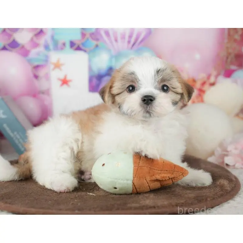 販売中の千葉県のミックス犬-453924の11枚目