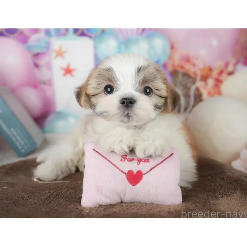 販売中の千葉県のミックス犬-453924の10枚目