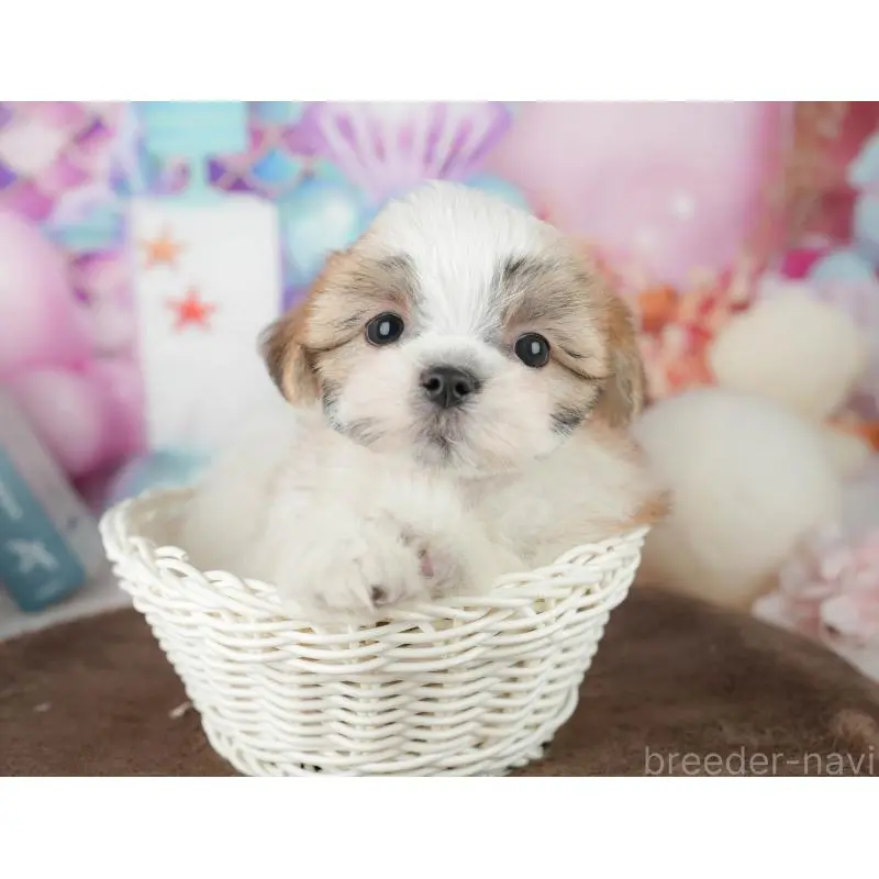 販売中の千葉県のミックス犬-453924の9枚目