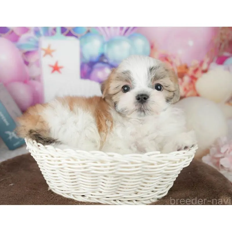 販売中の千葉県のミックス犬-453924の8枚目