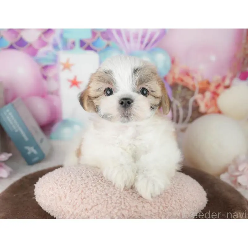 販売中の千葉県のミックス犬-453924の7枚目