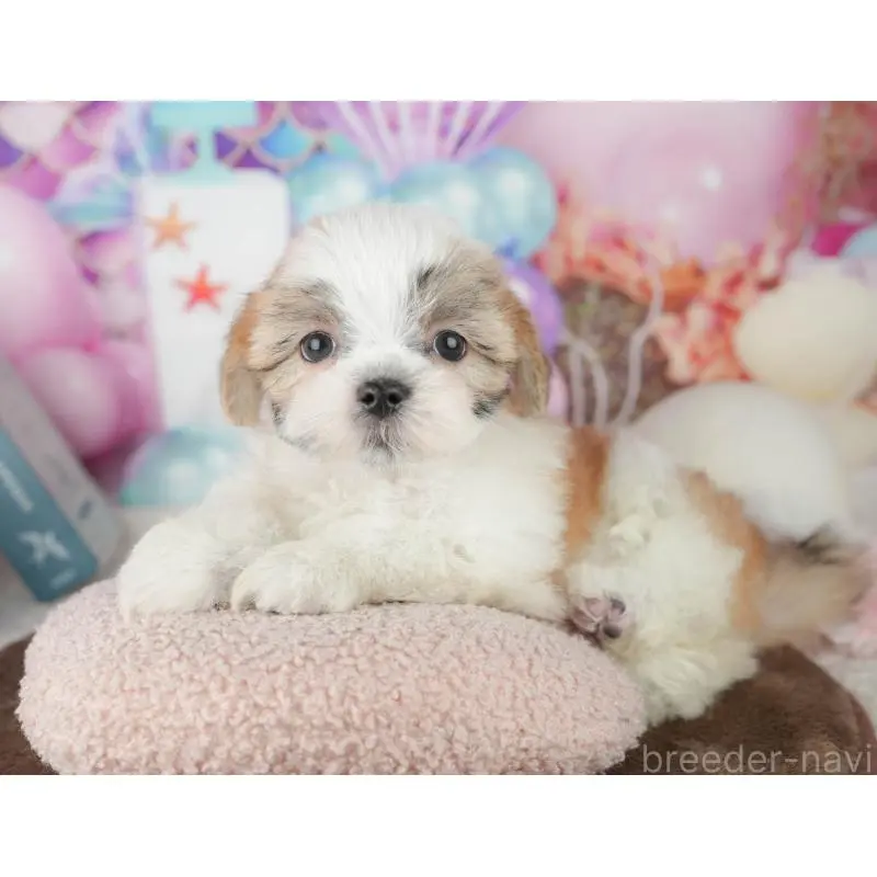 販売中の千葉県のミックス犬-453924の6枚目