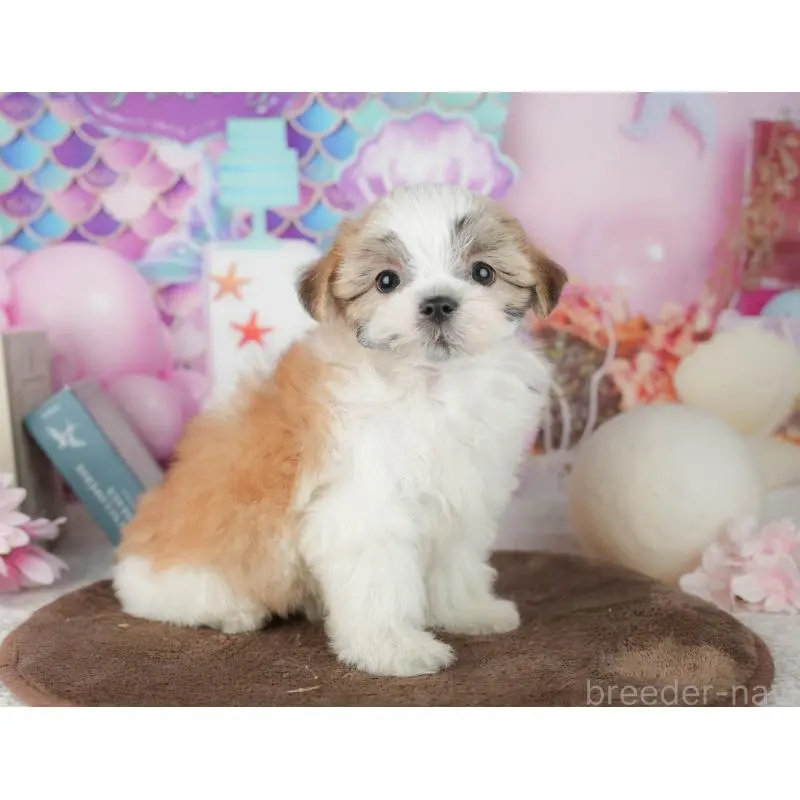 販売中の千葉県のミックス犬-453924の5枚目