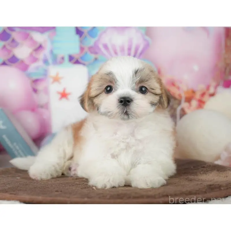 販売中の千葉県のミックス犬-453924の4枚目