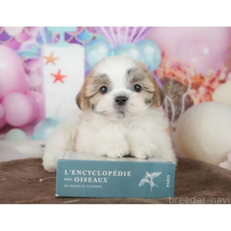 販売中の千葉県のミックス犬-453924の3枚目