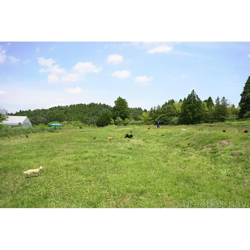 販売中の千葉県のミックス犬-453924の2枚目