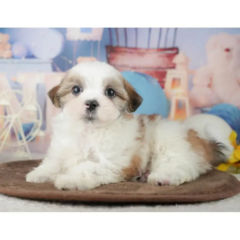 販売中の千葉県のミックス犬-453919の11枚目