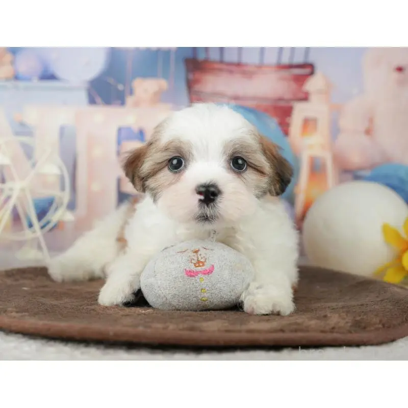 販売中の千葉県のミックス犬-453919の10枚目