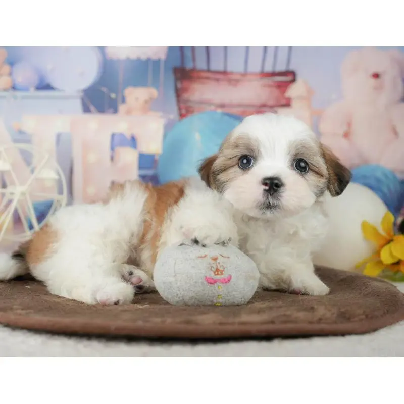 販売中の千葉県のミックス犬-453919の9枚目