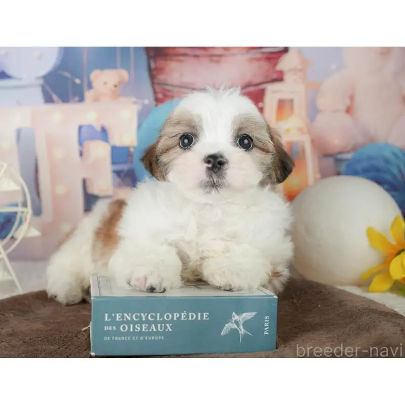 販売中の千葉県のミックス犬-453919の8枚目