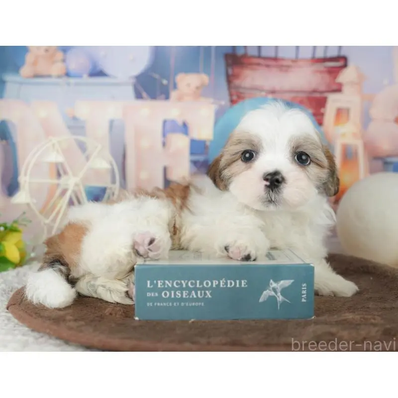 販売中の千葉県のミックス犬-453919の7枚目