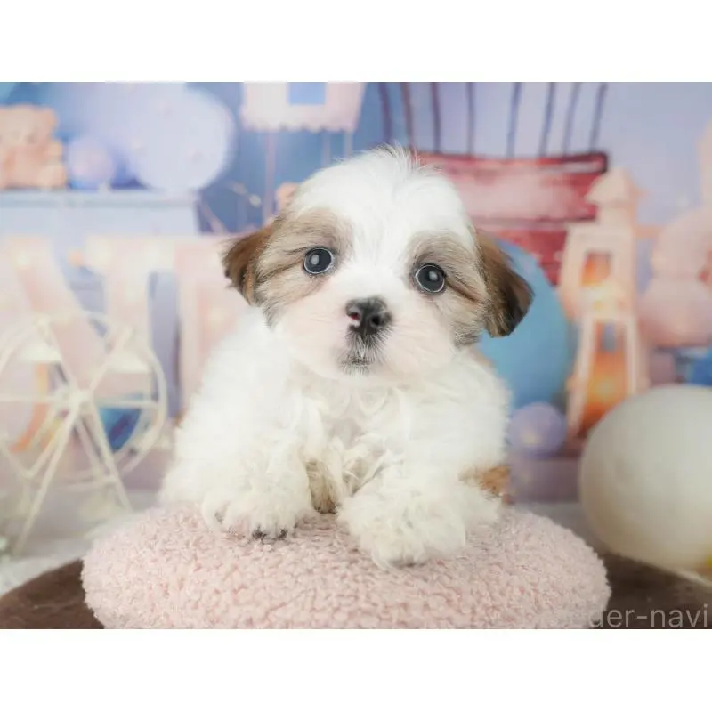 販売中の千葉県のミックス犬-453919の6枚目