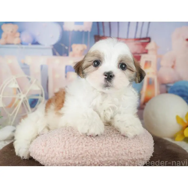 販売中の千葉県のミックス犬-453919の5枚目