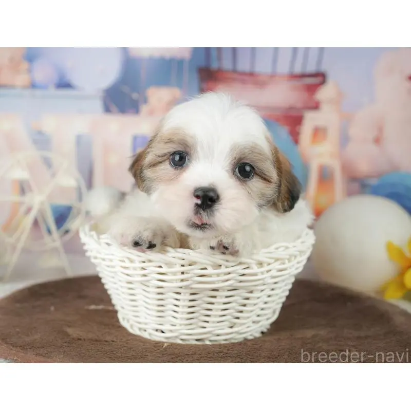 販売中の千葉県のミックス犬-453919の4枚目