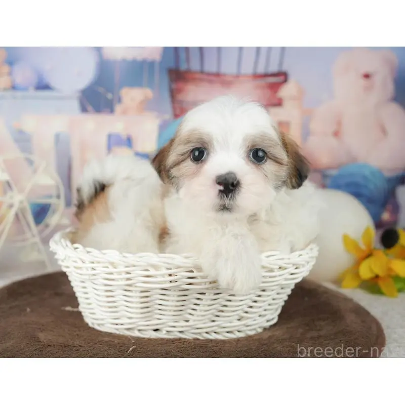 販売中の千葉県のミックス犬-453919の3枚目