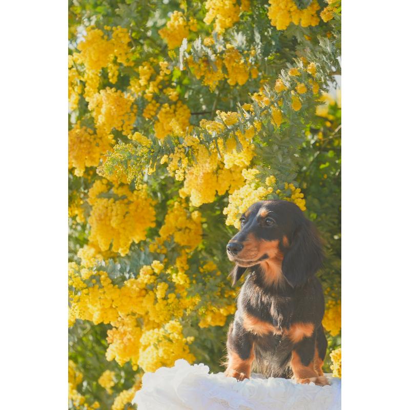 販売中の大阪府のミニチュアダックスフンド(ロングヘアード)-395383の3枚目