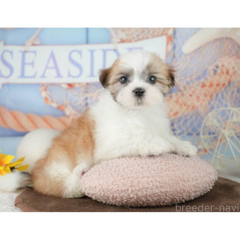 販売中の千葉県のミックス犬-453917の11枚目