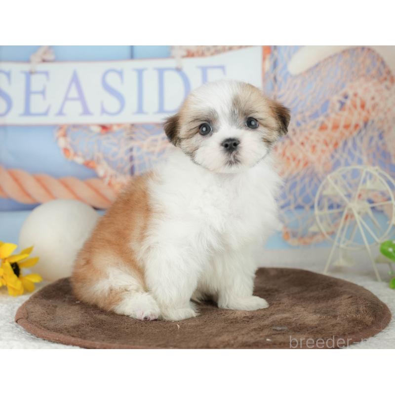 販売中の千葉県のミックス犬-453917の10枚目