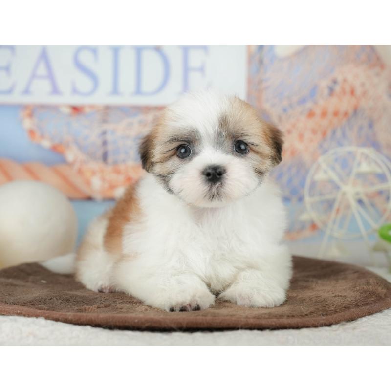 販売中の千葉県のミックス犬-453917の9枚目