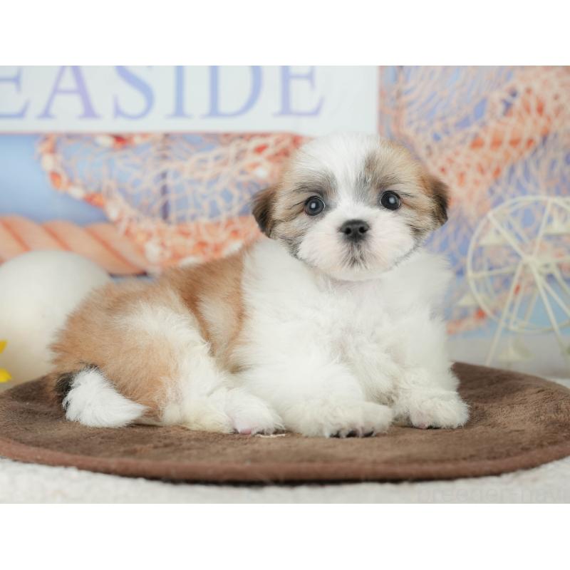 販売中の千葉県のミックス犬-453917の8枚目