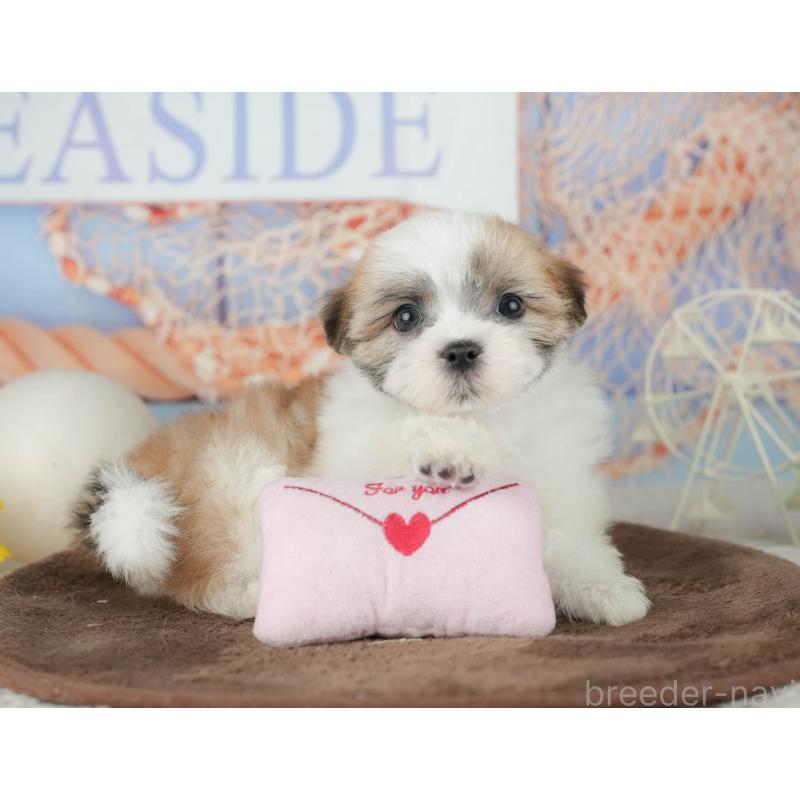 販売中の千葉県のミックス犬-453917の7枚目