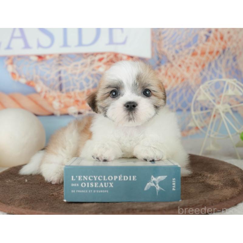 販売中の千葉県のミックス犬-453917の6枚目