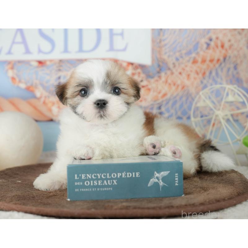 販売中の千葉県のミックス犬-453917の5枚目