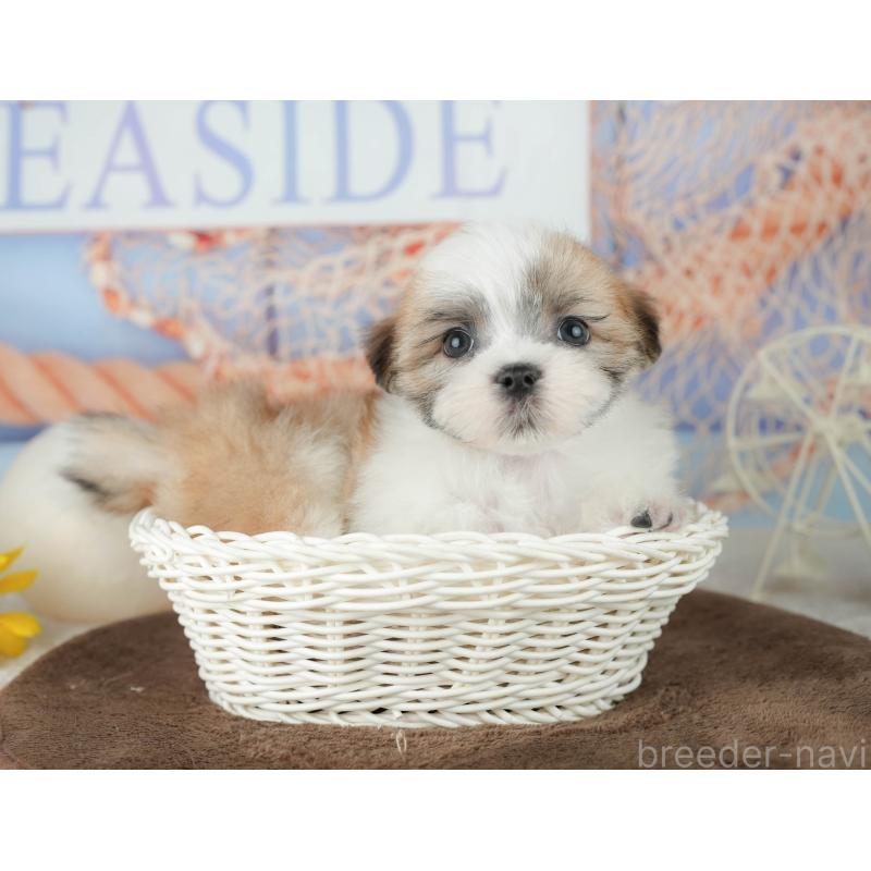 販売中の千葉県のミックス犬-453917の4枚目