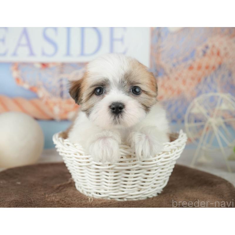 販売中の千葉県のミックス犬-453917の3枚目