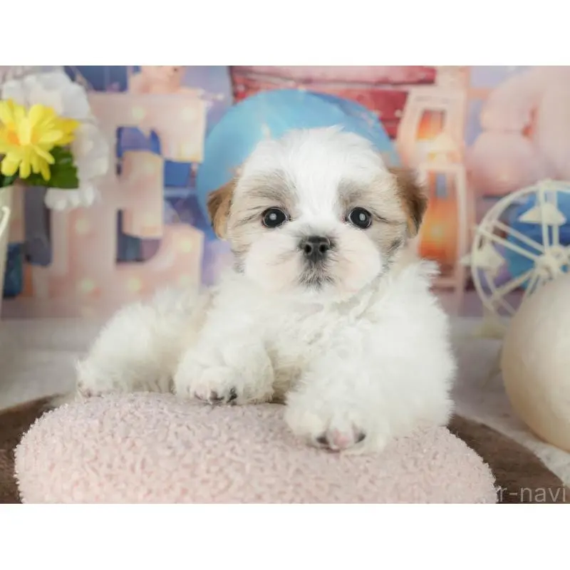 販売中の千葉県のミックス犬-453915の11枚目