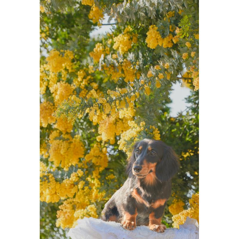 販売中の大阪府のミニチュアダックスフンド(ロングヘアード)-395383の2枚目