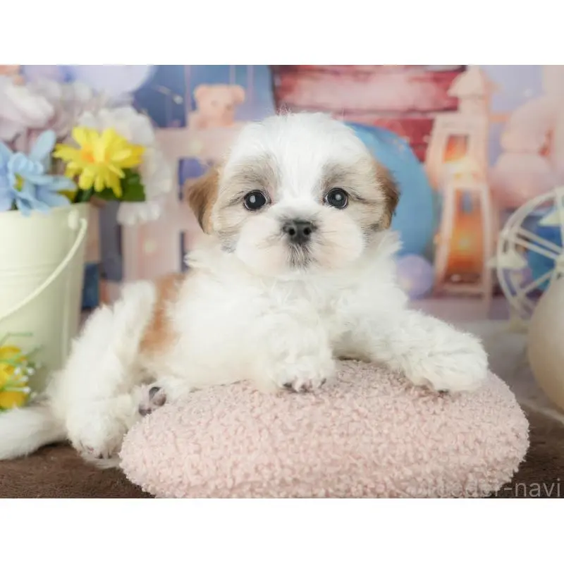 販売中の千葉県のミックス犬-453915の10枚目