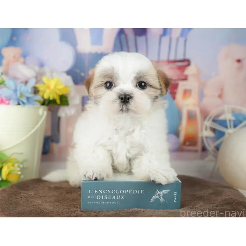 販売中の千葉県のミックス犬-453915の9枚目