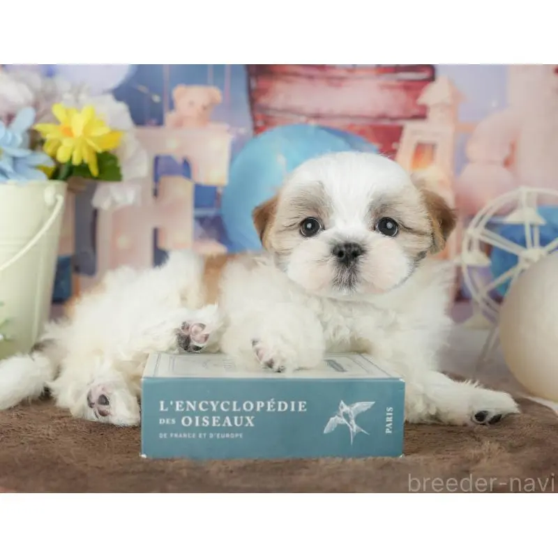 販売中の千葉県のミックス犬-453915の8枚目