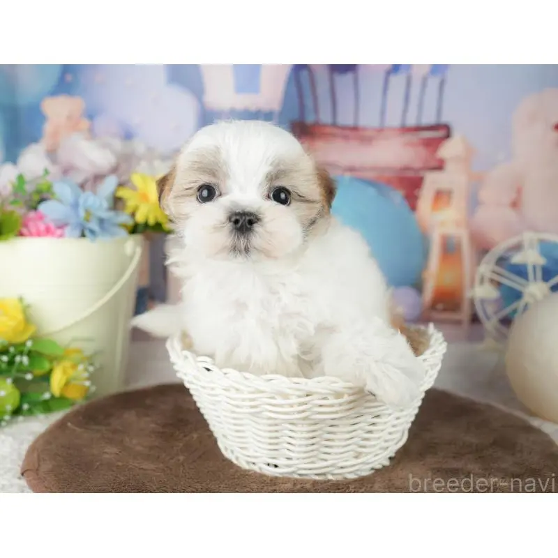 販売中の千葉県のミックス犬-453915の7枚目