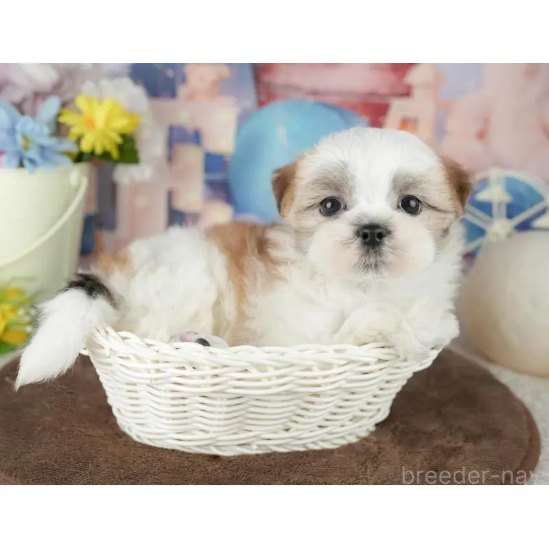 販売中の千葉県のミックス犬-453915の5枚目