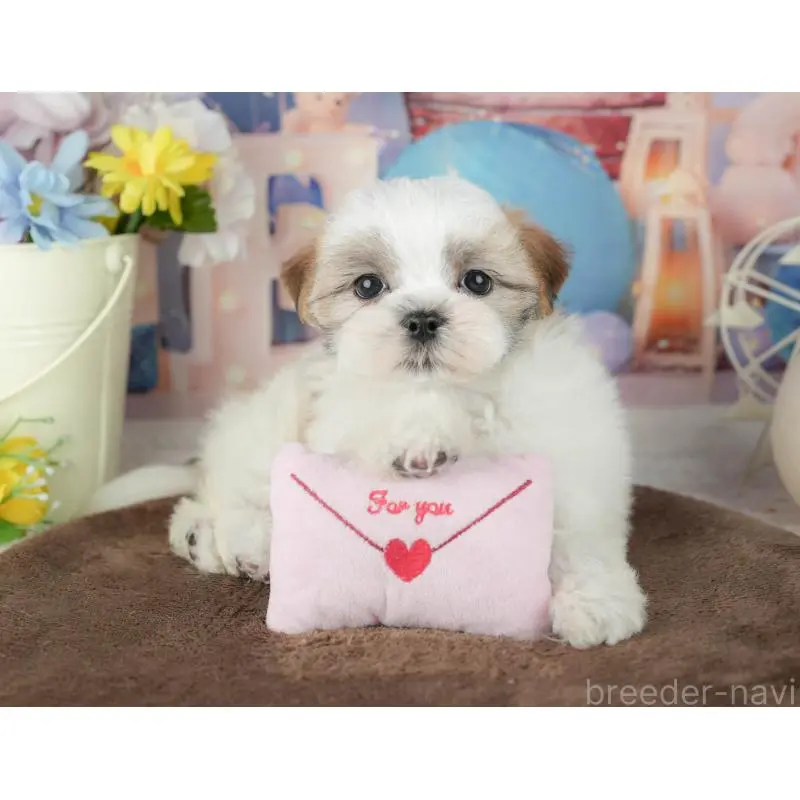 販売中の千葉県のミックス犬-453915の4枚目