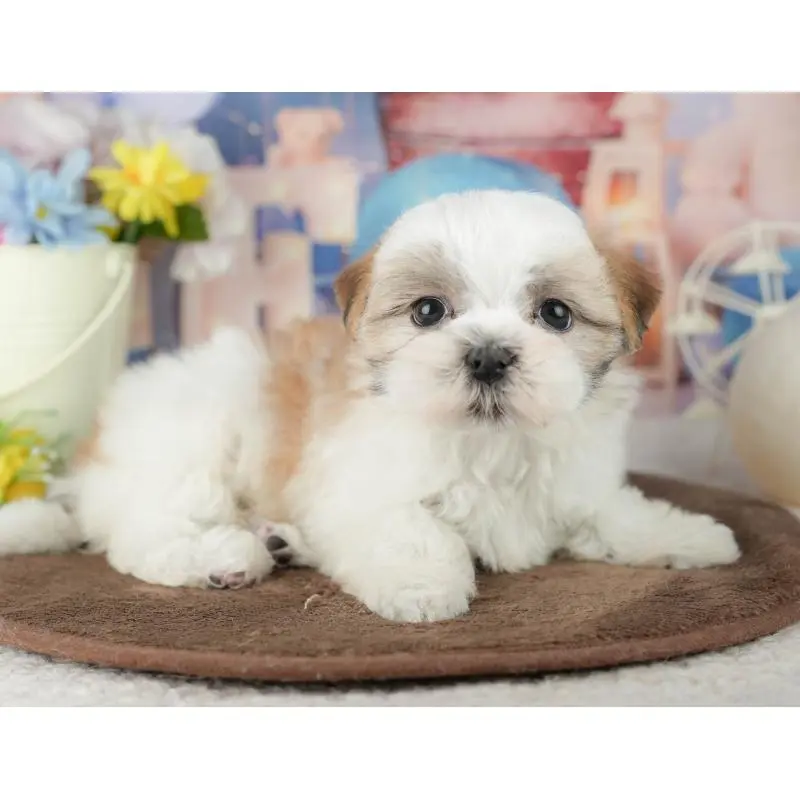 販売中の千葉県のミックス犬-453915の3枚目