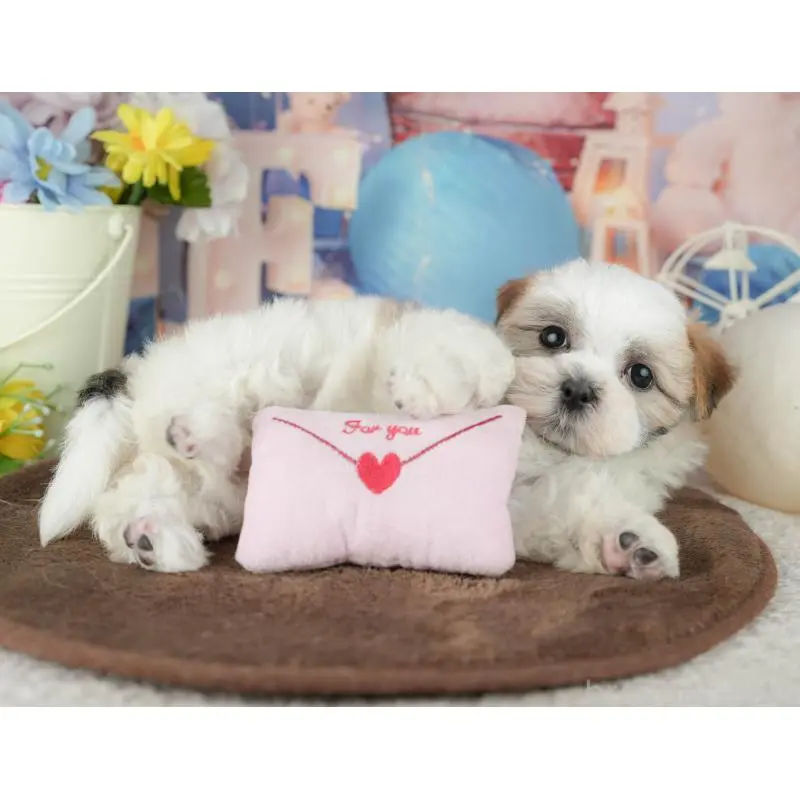 販売中の千葉県のミックス犬-453915の2枚目