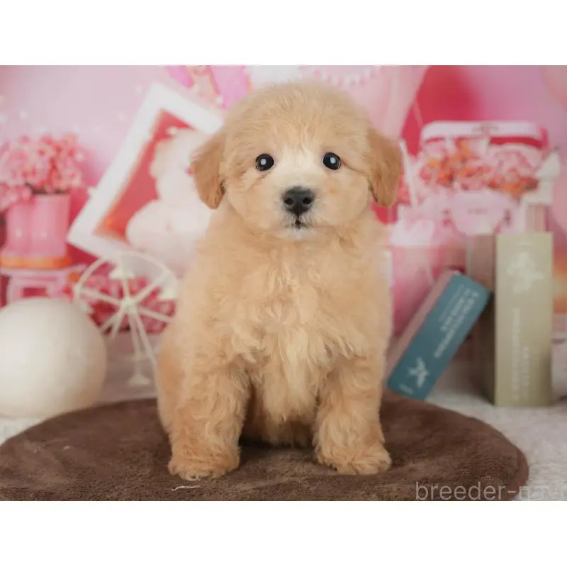 販売中の千葉県のミックス犬-453911の11枚目