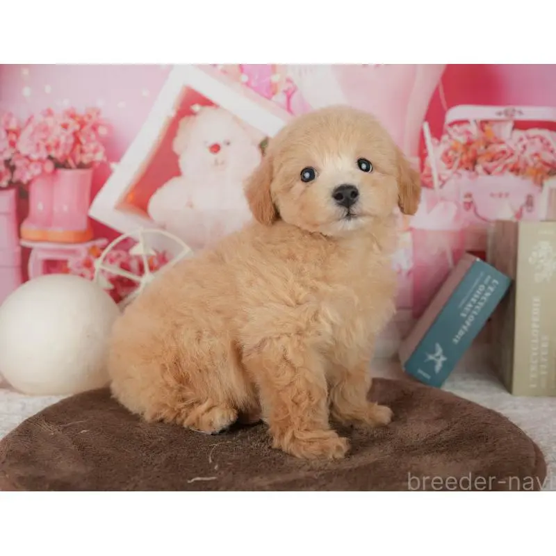 販売中の千葉県のミックス犬-453911の10枚目