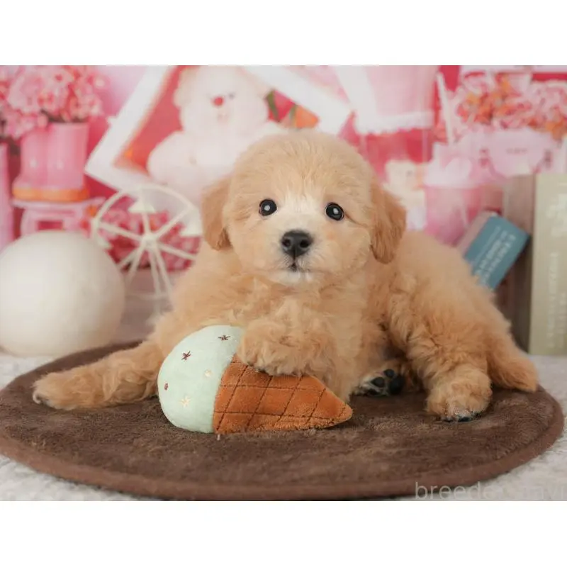 販売中の千葉県のミックス犬-453911の8枚目